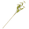Afbeelding Helleboris groen 1
