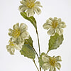 Afbeelding Helleboris groen 2
