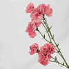 Afbeelding Kunstbloem anjer Roze 2