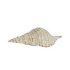 Afbeelding Ornament Shell Keramiek Creme zand 1