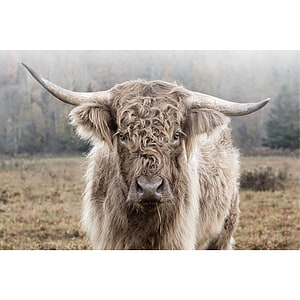Glasschilderij Hooglander in de natuur