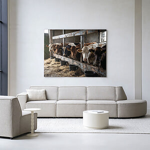 Glasschilderij The Cow Barn 80x120