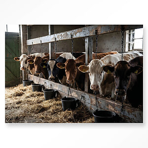 Glasschilderij The Cow Barn 80x120