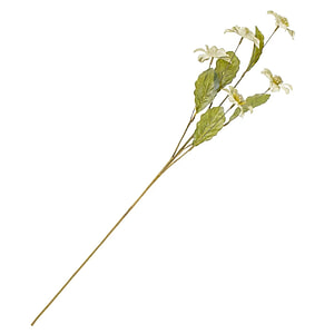 Helleboris groen