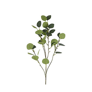 Kunstblad Eucalyptus
