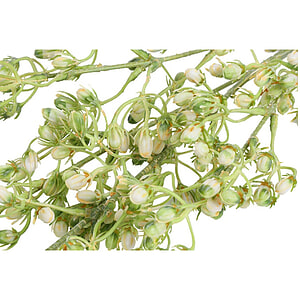 Kunstbloem Conyza wit