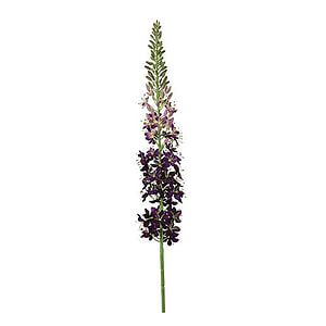 Kunstbloem Eremurus Paars S