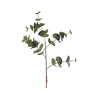 Kunstbloem Eucalyptus Cinerea groen L