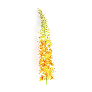 Kunstbloem Lythrum Oranje S