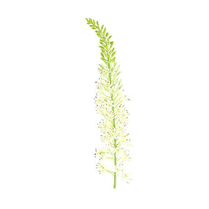 Kunstbloem Lythrum Wit S