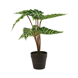 Kunstplant Alocasia Liane Groen
