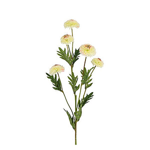 Kuntsbloem Helichrysum wit