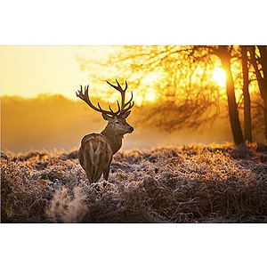 Mondiart alu Red deer in morning sun Glans