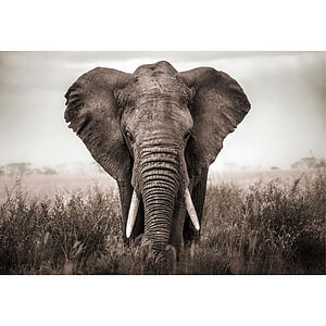 Schilderij Glas Olifant