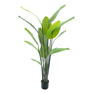 Strelitzia palm 187 cm