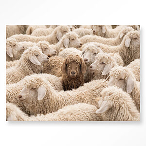 Wandkleed The Herd Met Frame 80x110