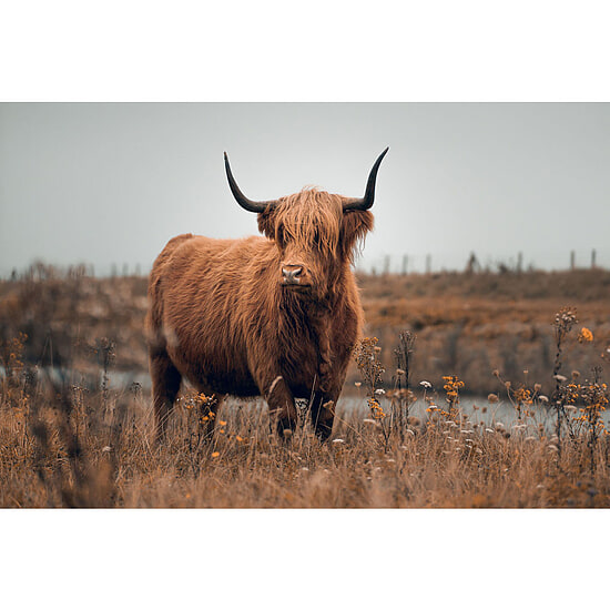 Glasschilderij Hooglander 1