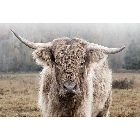 Glasschilderij Hooglander in de natuur 1