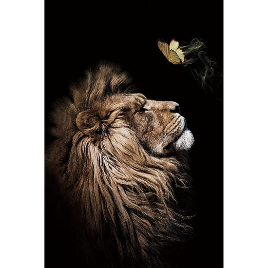 Glasschilderij Leeuw met vlinder 717 1