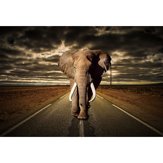 Glasschilderij olifant op weg 834 1