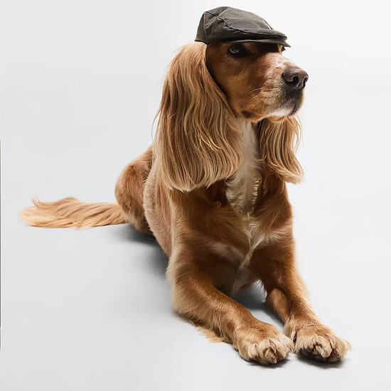 Afbeelding Honden Flat Cap wax Olive 2
