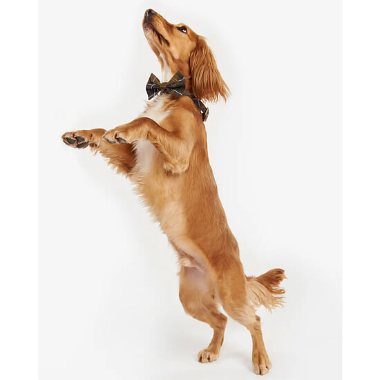 Afbeelding Honden Strik Classic Tartan  3