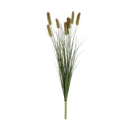 Kunst Pluim Perotis Indica  1