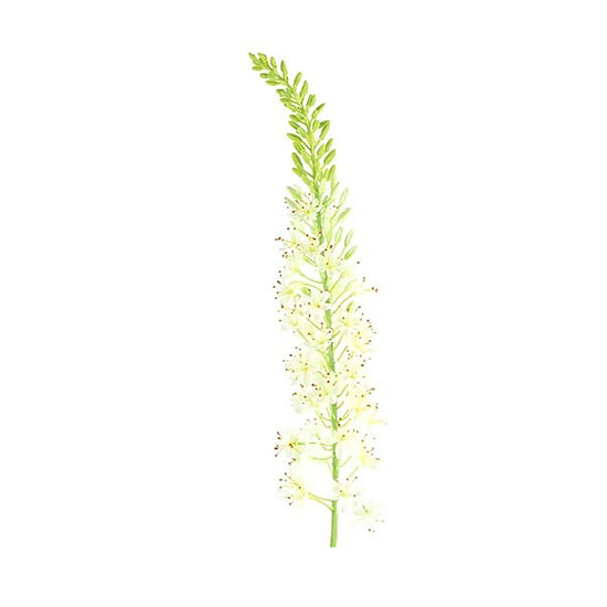 Kunstbloem Lythrum Wit S 1