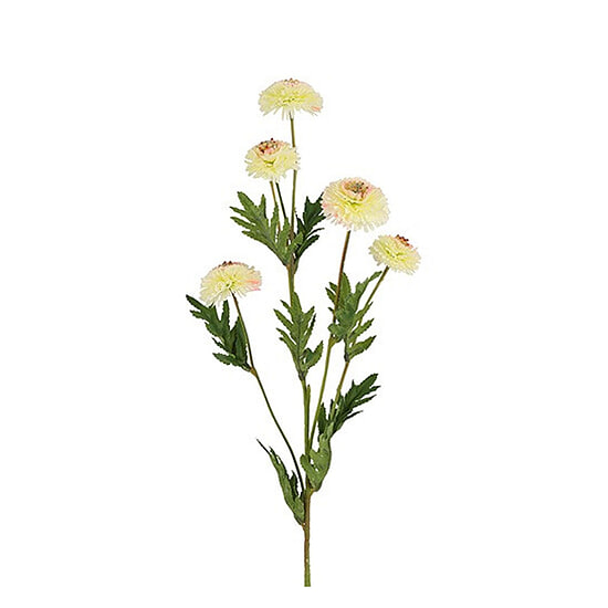 Kuntsbloem Helichrysum wit 1