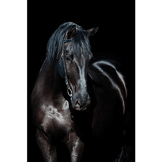 MondiArt Alu Paard zwart 1040848 1