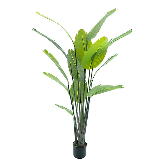 Strelitzia palm 187 cm 1
