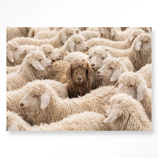 Wandkleed The Herd Met Frame 80x110 1