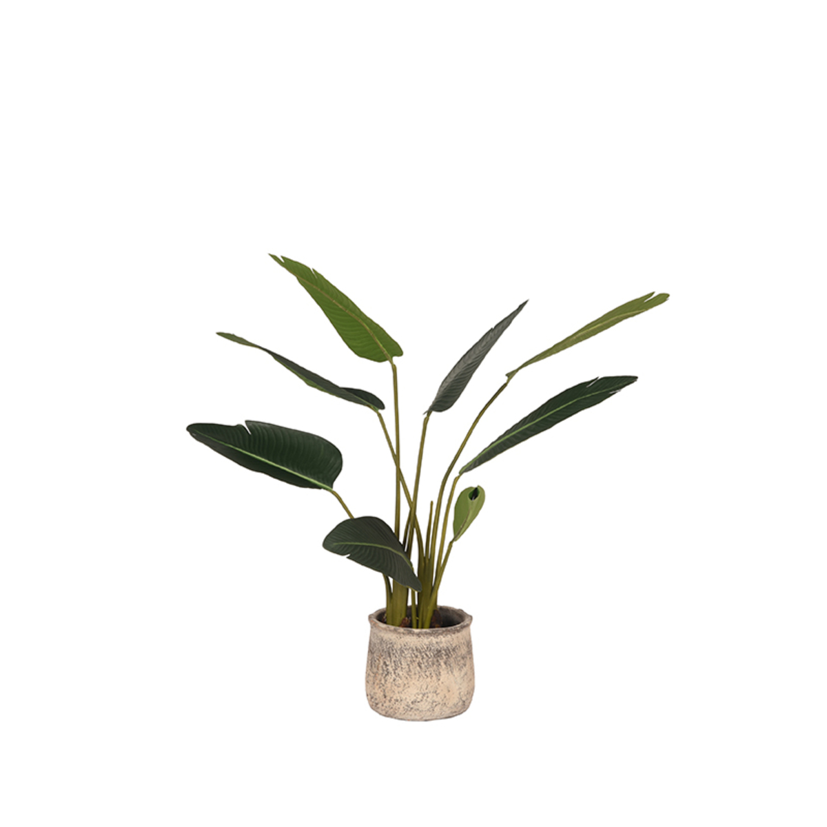 Strelitzia - Groen - Kunststof - 100 cm Strelitzia - Groen - Kunststof - 100 cm