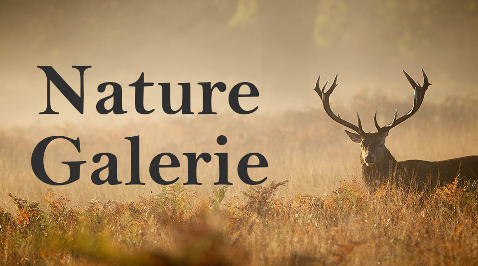 Nature Galerie