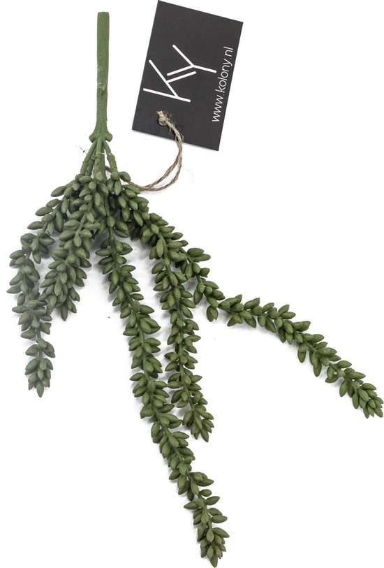 erwten plant
