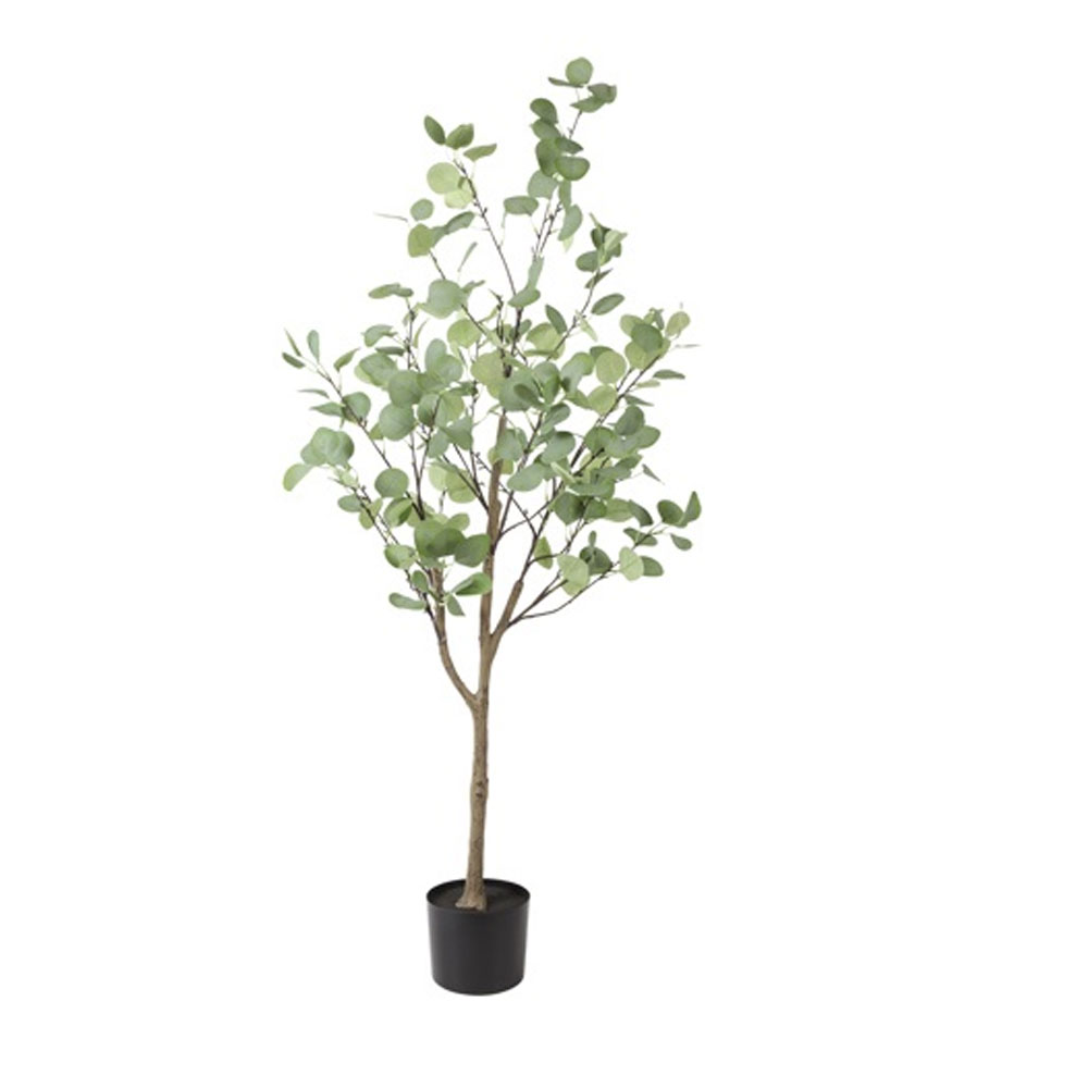 Eucalyptus Groen L