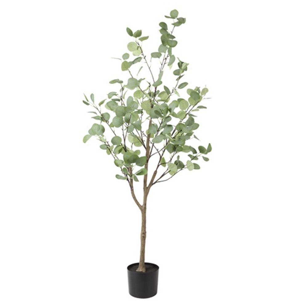 Eucalyptus Groen XL