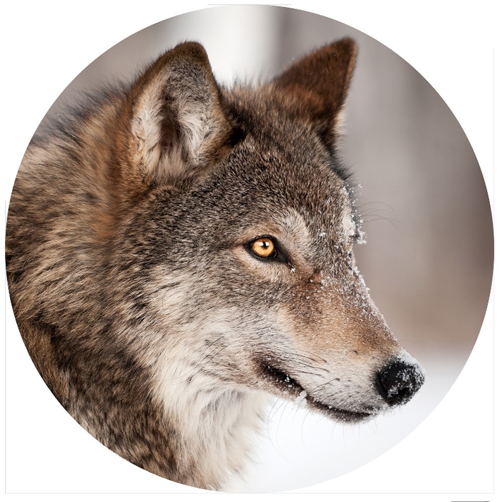 Gave special Wolf glasplaat rond Gave special Wolf glasplaat rond