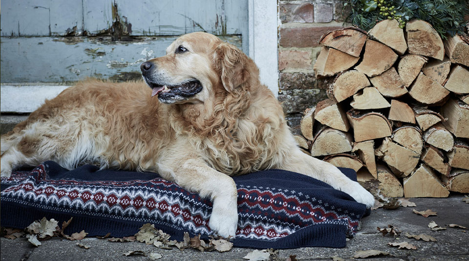 Honden Accessoires