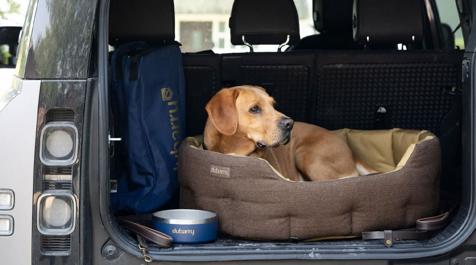 Sfeerafbeelding van Honden Accessoires