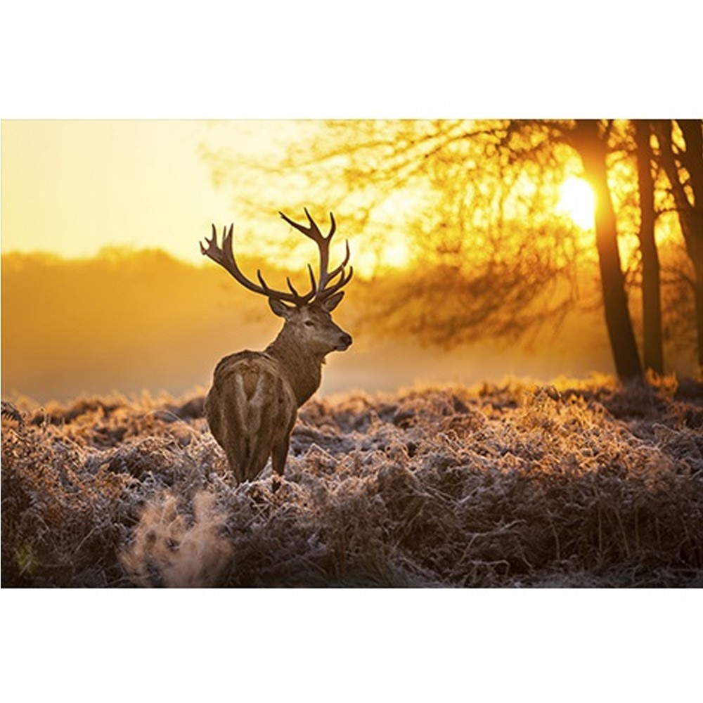 Mondiart alu Red deer in morning sun matt