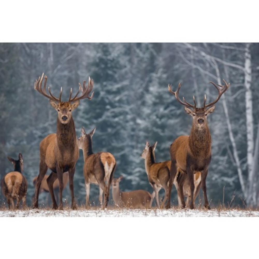 MondiArt Alu Twin Deer dib1294 MondiArt Alu Twin Deer dib1294