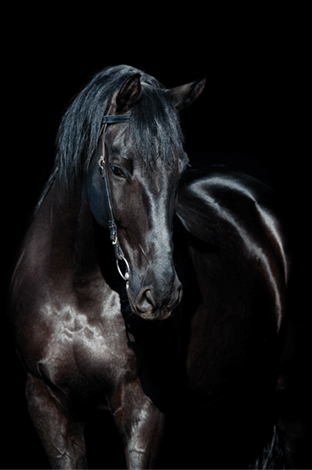 Mondiart Alu Paard Zwart 1040848 huismerk kopen in de aanbieding Mondiart Alu Paard Zwart 1040848 huismerk kopen in de aanbieding