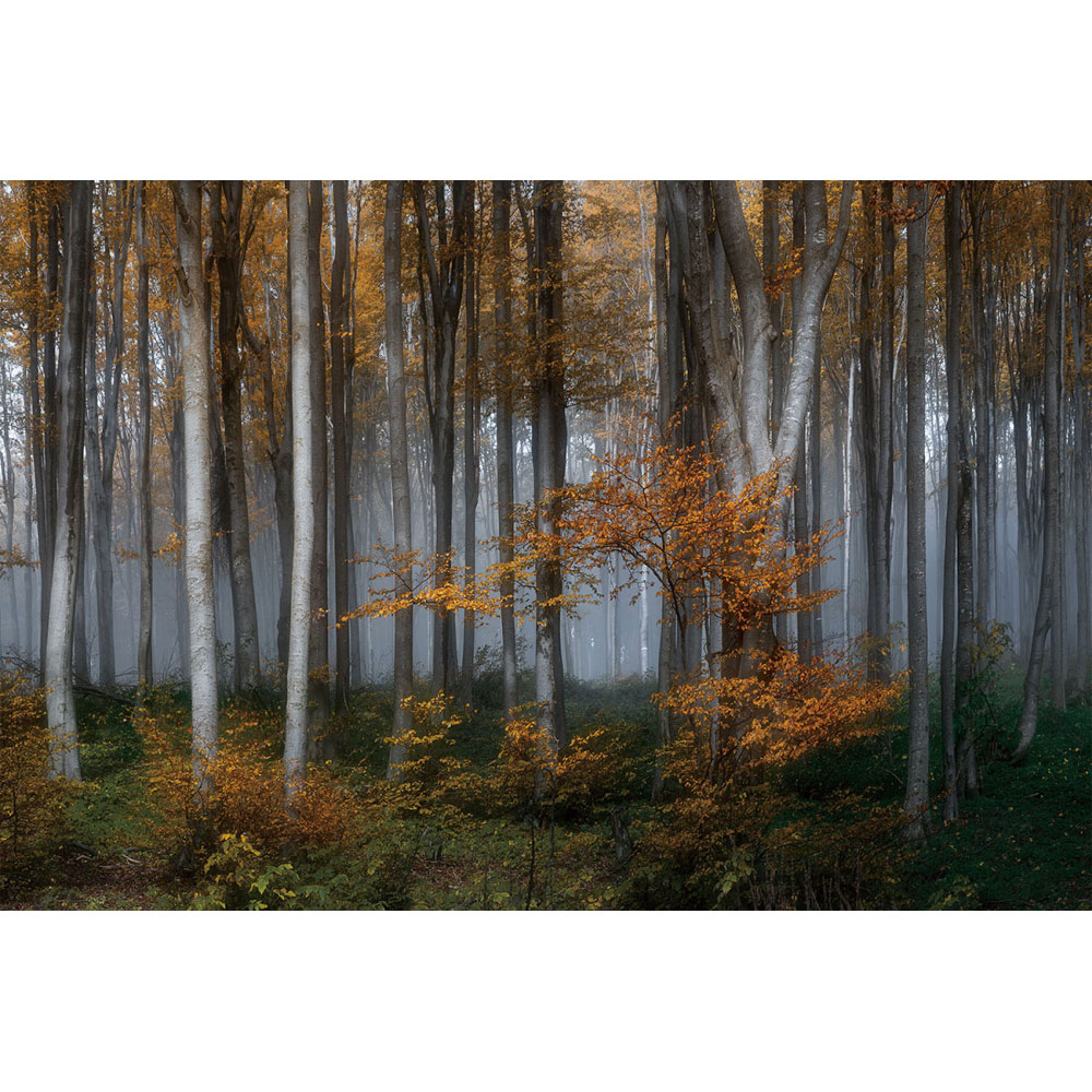 Countrylifestyle Schilderij Glas Berkenbos