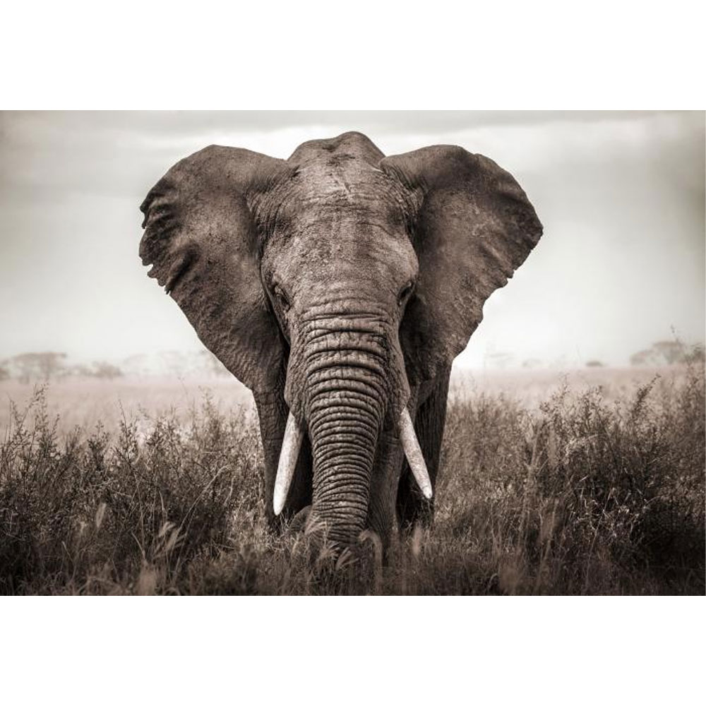 Countrylifestyle Schilderij Glas Olifant